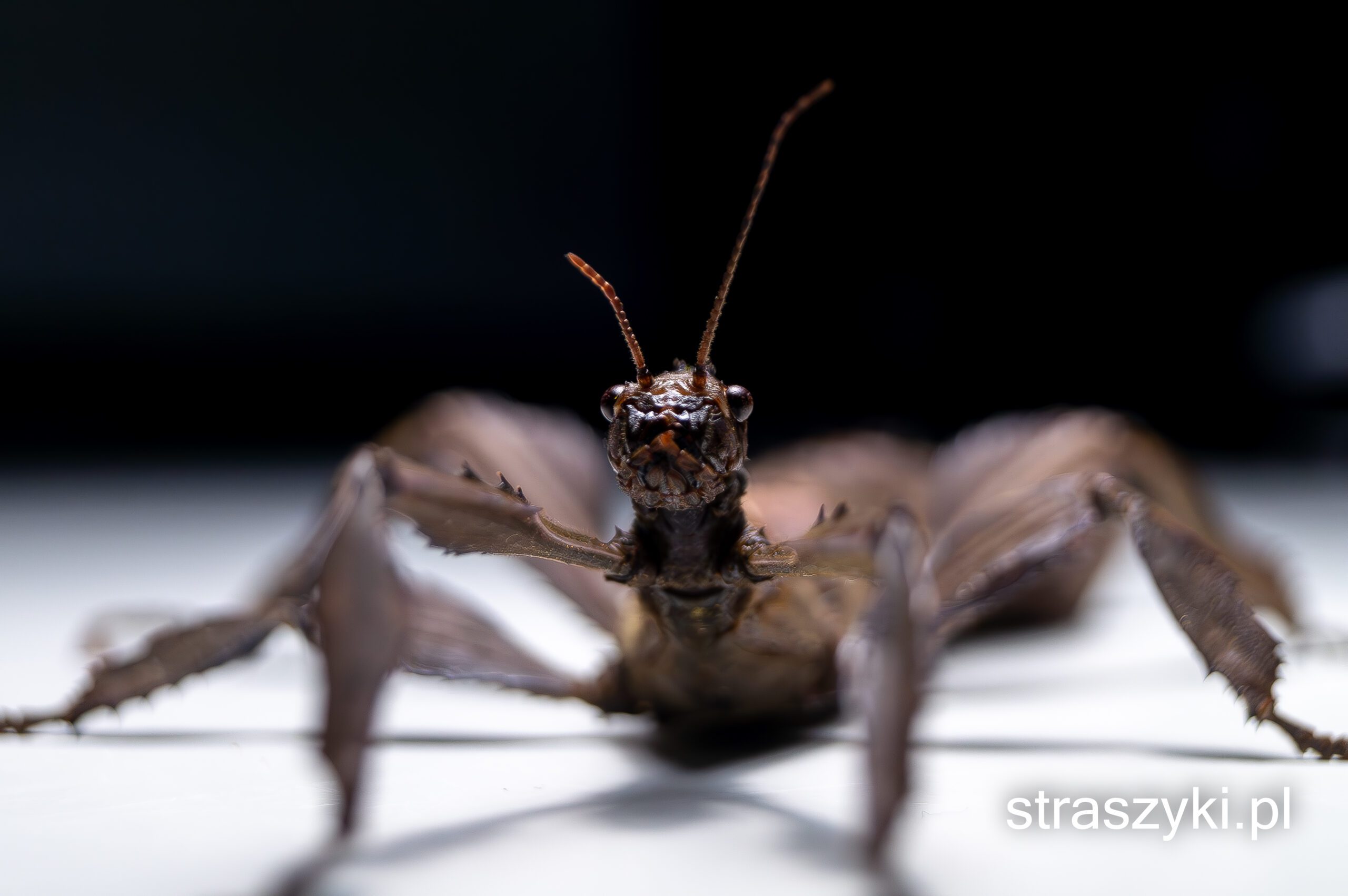 Zdjęcie przedstawia dorosłą samicę z gatunku Extatosoma tiaratum