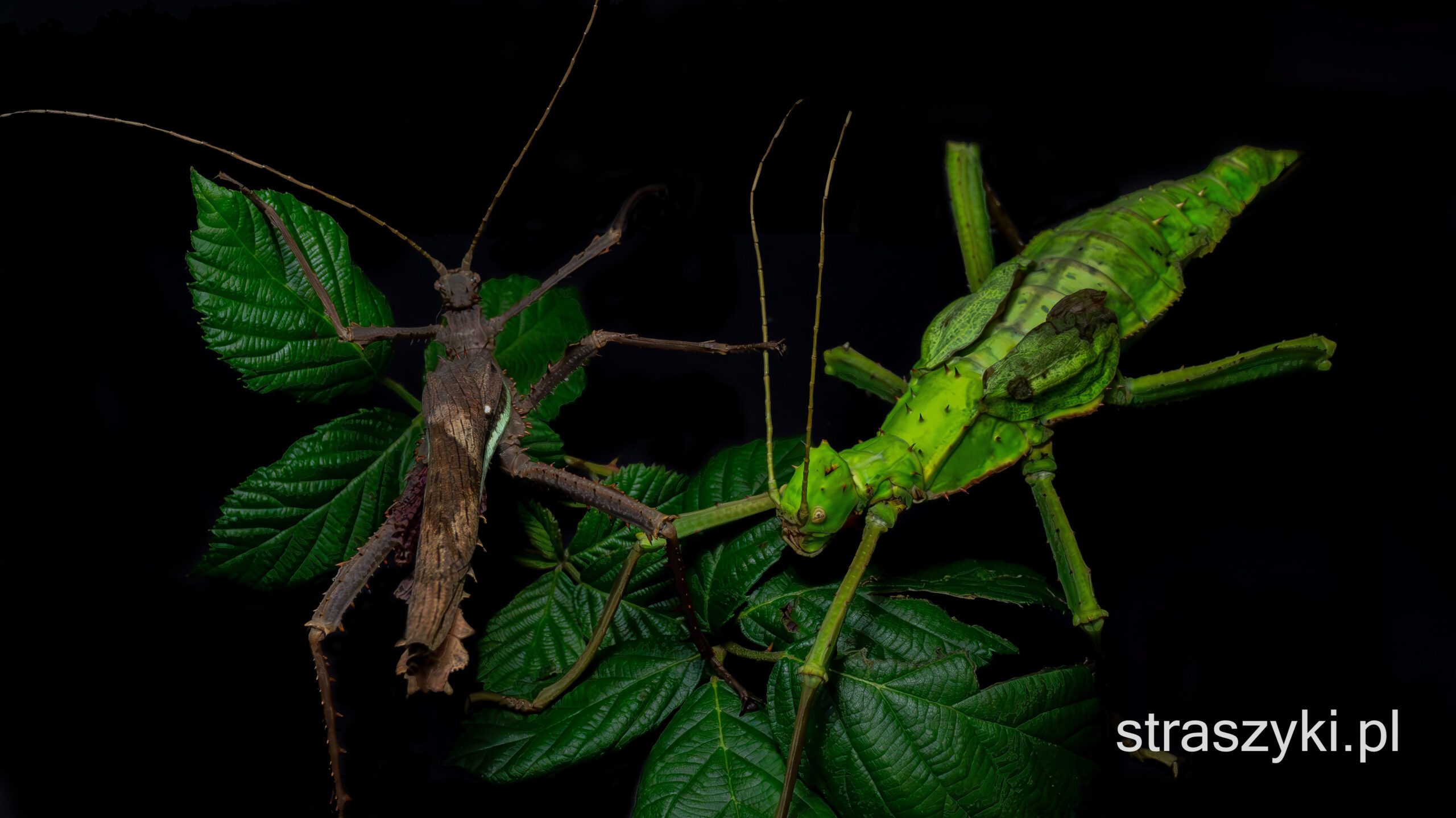 Zdjęcie przedstawia dorosłą parę z gatunku Heteropteryx dilatata